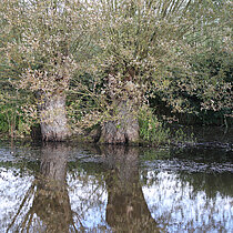 Weiden am Kleingewässer