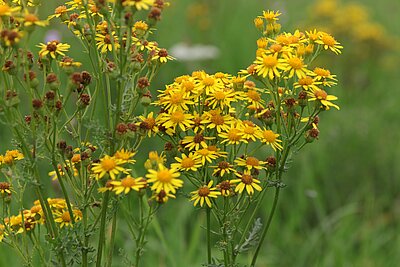 Jakobs-Kreuzkraut ist eine einheimische Pflanzenart, kann sich aber im Grünland massiv ausbreiten. Da es giftig ist, vermindert sich der Futterwert der Wiese oder Weide.