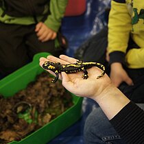 BNE-Schulprogramm über die Quellregion der Baumberge, dem Lebensraum des Feuersalamanders.