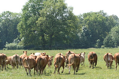 NSG Hirschpark (Nordkirchen): Diese Mutterkuhherde beweidet ein 50 Hektar großes, strukturreiches Grünlandareal mit einem Viehbesatz von etwa einem Tier pro Hektar (ca. Fußballfeldgröße). Im Vergleich dazu teilen sich auf Intensivweiden vier oder mehr Tiere einen Hektar. Durch die extensive Beweidung entstehen vielfältige Biotopstrukturen, die zu einer hohen Artenvielfalt bei Flora und Fauna führen. Neben der geringen Beweidungsdichte sind der Verzicht auf Düngung und Pestizide entscheidende Faktoren für den Artenreichtum.