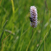 Schlangen-Knöterich (Bistorta offcinalis)