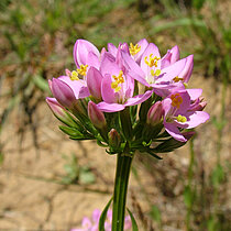 Echtes Tausendgüldenkraut (Centaurium erythraea)