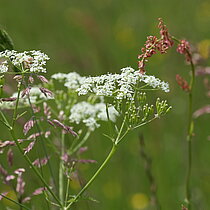 Wilde Möhre Daucus carota