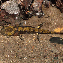Feuersalamander Larve im kühlen Gewässer des Quelltümpels.