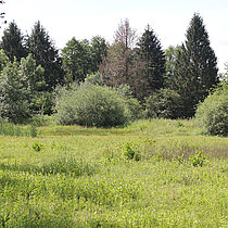 Verlandung von Kleingewässern