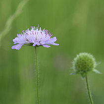 Acker-Witwenblume (Knautia arvensis)
