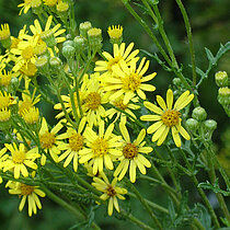 Gelbe Jakobs-Greiskraut Blüten.