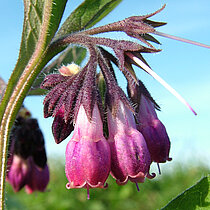 Der Echte Beinwell (Symphytum officinale) besiedelt die Ufer am Holtwicker Bach