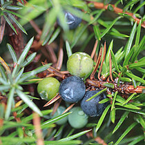 Gemeiner Wacholder (Juniperus communis)