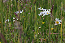 Wiesen-Magerite (Leucanthemum vulgare)