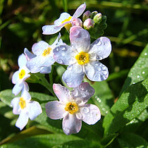 Sumpf-Vergissmeinnicht (Myosotis scorpioides)