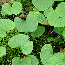 Sumpf-Veilchen im Moos.