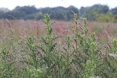 Acker-Kratzdistel (Cirsium arvense).