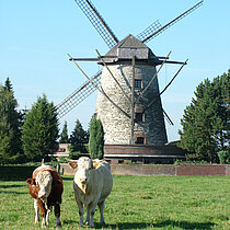 Burloer Mühle mit zwei Rindern im Vordergrund.