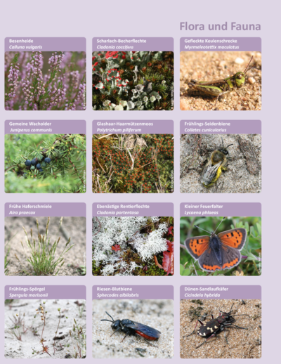 Infotafel: Arten in der Wacholderheide