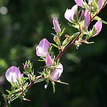 Dornige Hauhechel (Ononis spinosa)