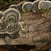 Schmetterlingstramete auf altem Baumstamm.