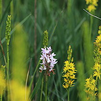 Moor-Knabenkraut (Dactylorhiza maculata ssp. elodes) kommt in NRW nur im Süskenbrocksmoor in den Borkenbergen vor! Der Bestand ist infolge von Gehölzsukzessionen vom Aussterben bedroht. Von ehemals 300 -500 Orchideen sind nur noch rund 20 Exemplare vorhanden.