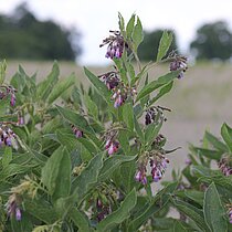 Beinwell (Symphytum officinale)