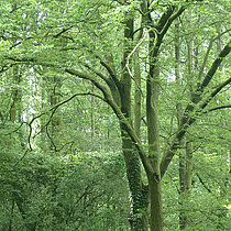 Eichen-Hainbuchenwald