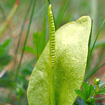 Gewöhnliche Natternzunge