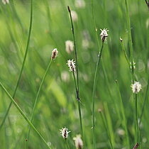 Gewöhnliche Sumpfbinse (Eleocharis vulgaris)