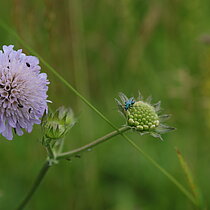 Acker-­Witwenblume (Knautia arvensis). In NRW im Bestand gefährdet (Rote Liste NRW 2020)