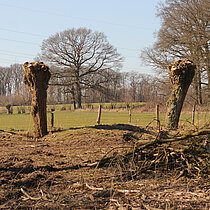 Beschnittene Bäume