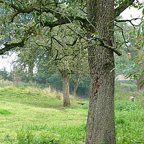 Obstbäume auf der Weide.