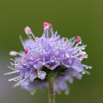 Teufelsabbiss (Succisa pratensis). Bestand in NRW gefährdet (Rote Liste NRW 2020)