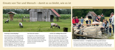 Infotafel: Schafe im Magergrünland