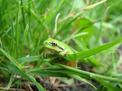 Laubfrosch an einem Grashalm.