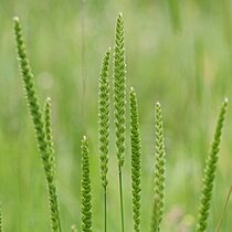 Kammgras (Cynosurus cristatus). In NRW im Bestand gefährdet (Rote Liste NRW 2020)