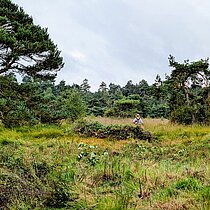 Mit Gagel verbuschter Bereich im Süskenbroksmoor.