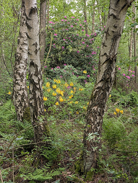 Rhododendronblüte