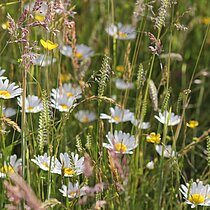 Artenreiche Glatthaferwiese (LRT 6510, K. Wittjen)