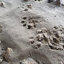 Trittsiegel vom Fischotter im Sand.