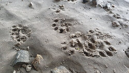 Trittsiegel vom Fischotter im Sand.