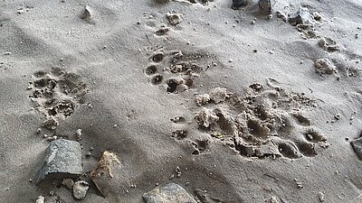 Trittsiegel vom Fischotter im Sand.