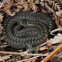 Zusammen gerollte Kreuzotter mit einem dunklen Zickzackband auf dem Rücken.