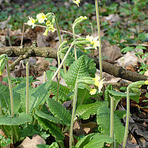 Hohe Schlüsselblume (Primula elatior)