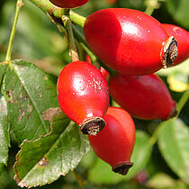 Hagebutten (Früchte) der Hundsrose.