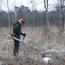 Entkusselung im Venner Moor.