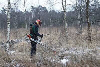 Entkusselung im Venner Moor.
