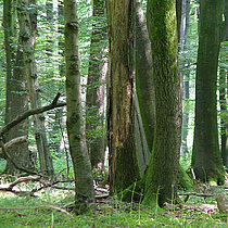 Eichen- Hainbuchenwald