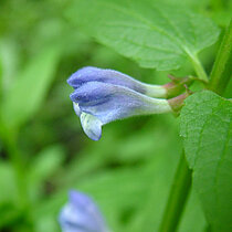 Sumpf-Helmkraut Blüte