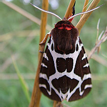 Brauner Bär Schmetterling