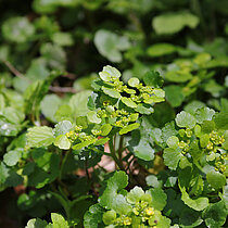 Wechselblättriges Milzkraut