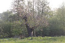 Apfelbäume – Obstbaumveteranen im Nonnenbachtal