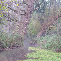 Natürliche Uferstrukturen mit Silberweiden (Salix alba) und Erlen (Alnus).